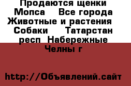 Продаются щенки Мопса. - Все города Животные и растения » Собаки   . Татарстан респ.,Набережные Челны г.